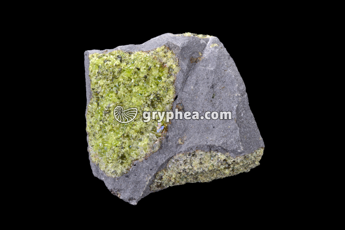 Péridotite dans du basalte - gryphea.org